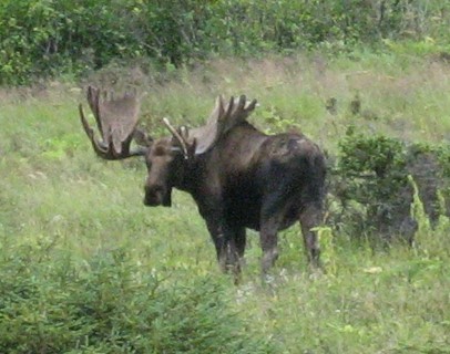 MillironTJOutfitting moose Alaska