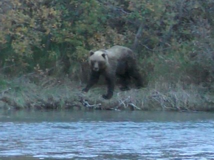 Milliron TJ outfitting Alaska Hunting bear Odins Adventure bear